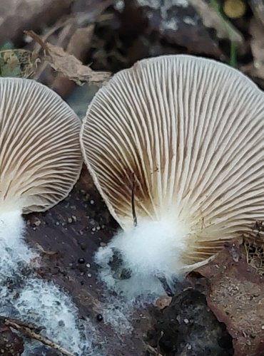 TREPKOVITKA MĚKKÁ (Crepidotus mollis) FOTO: Marta Knauerová, 2022