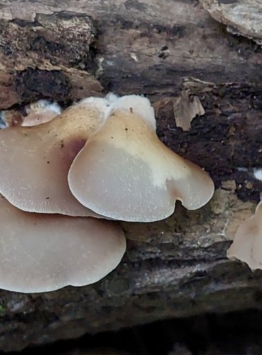 TREPKOVITKA MĚKKÁ (Crepidotus mollis) FOTO: Marta Knauerová, 2022