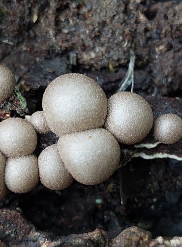 VLČÍ MLÉKO ČERVENÉ (Lycogala epidendrum) hlenka, FOTO: Marta Knauerová, 2022