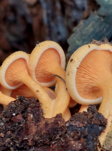 LIŠTIČKA POMERANČOVÁ (Hygrophoropsis aurantiaca) FOTO: Marta Knauerová, 2022