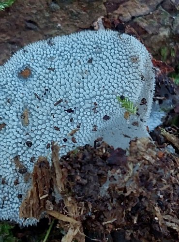 ROSOLOZUB HUSPENITÝ (Pseudohydnum gelatinosum) FOTO: Marta Knauerová, 2022