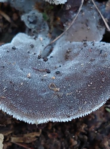 ROSOLOZUB HUSPENITÝ (Pseudohydnum gelatinosum) FOTO: Marta Knauerová, 2022