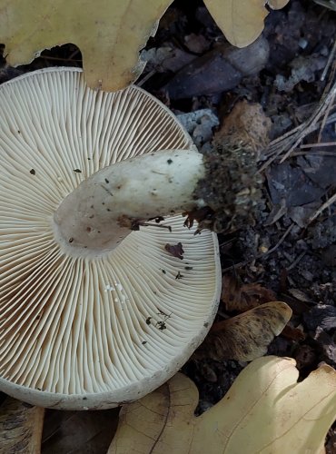 RYZEC KRUHATÝ neboli ryzec kroužkatý (Lactarius circellatus) FOTO: Marta Knauerová, 2022