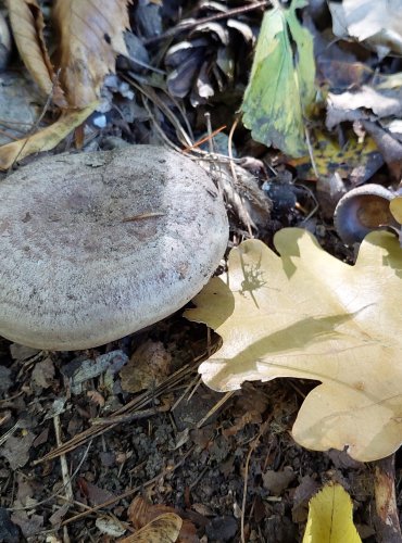 RYZEC KRUHATÝ neboli ryzec kroužkatý (Lactarius circellatus) FOTO: Marta Knauerová, 2022