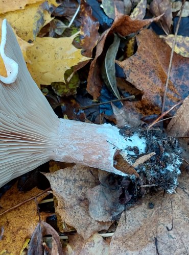 STRMĚLKA VELIKÁ (Infundibulicybe geotropa) FOTO: Marta Knauerová, 2022