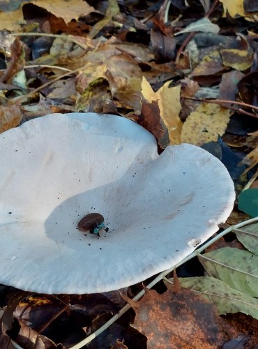 STRMĚLKA VELIKÁ (Infundibulicybe geotropa) FOTO: Marta Knauerová, 2022