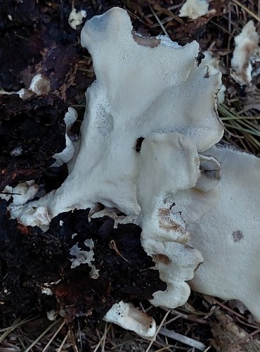 VĚJÍŘOVEC OBROVSKÝ (Meripilus giganteus) FOTO: Marta Knauerová, 2022