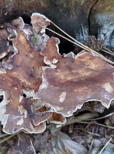 VĚJÍŘOVEC OBROVSKÝ (Meripilus giganteus) FOTO: Marta Knauerová, 2022