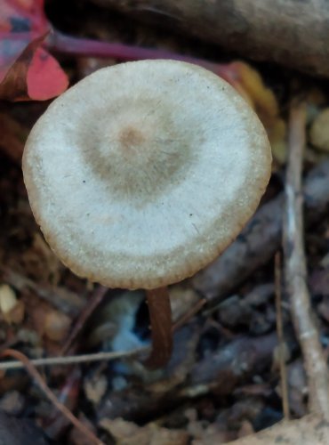 ZÁVOJENKA BLEDÁ (Entoloma nitens) FOTO: Marta Knauerová, 2022