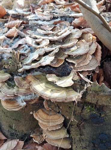 OUTKOVKA PESTRÁ (Trametes versicolor) FOTO: Marta Knauerová, 2022