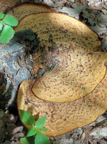 CHOROŠ ŠUPINATÝ (Polyporus squamosus) FOTO: Marta Knauerová