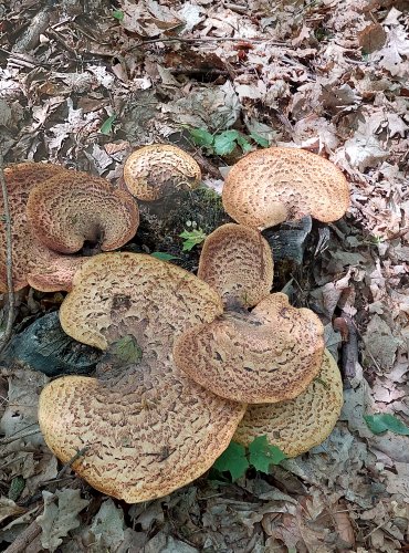 CHOROŠ ŠUPINATÝ (Polyporus squamosus) FOTO: Marta Knauerová