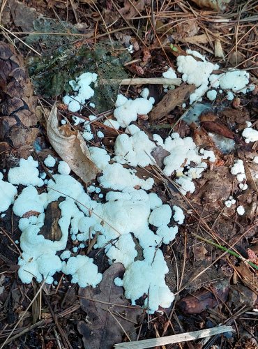 HLENKY (Myxomycetes) jsou skupinou organizmů řazených dříve mezi houby. Patří do říše měňavkovci (Amoebozoa). Vyskytují se na tlejícím dřevu, v kůře, listí či mechu. FOTO: Marta Knauerová, 2022