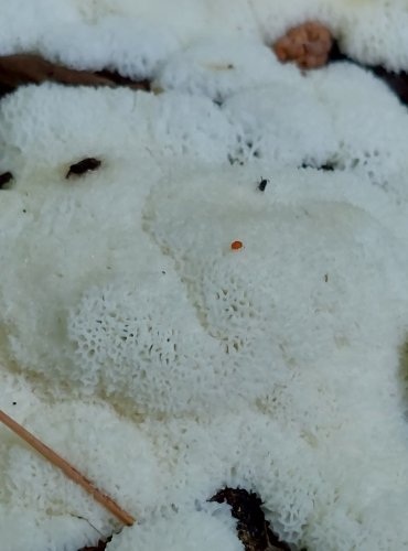 HLENKY (Myxomycetes) jsou skupinou organizmů řazených dříve mezi houby. Patří do říše měňavkovci (Amoebozoa). Vyskytují se na tlejícím dřevu, v kůře, listí či mechu. FOTO: Marta Knauerová, 2022