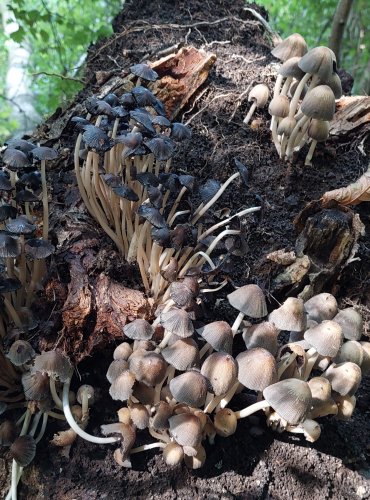 HNOJNÍK TŘPYTIVÝ (Coprinellus micaceus) FOTO: Marta Knauerová, 2022