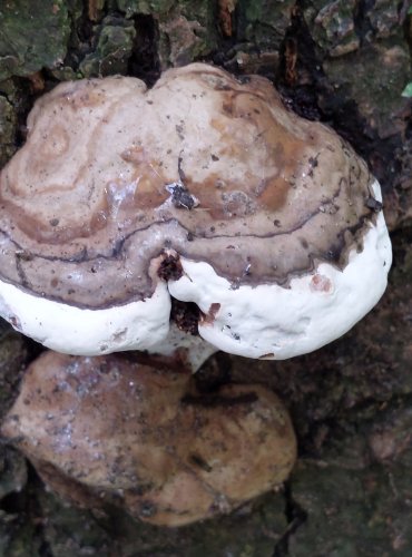 LESKLOKORKA PLOSKÁ (Ganoderma applanatum) FOTO: Marta Knauerová, 2022