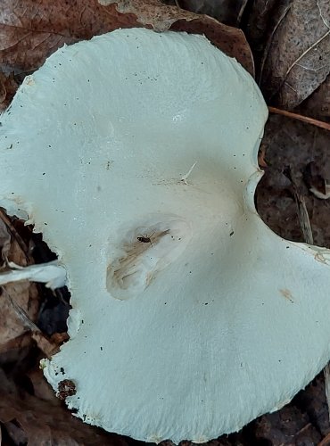 BEDLA BÍLÁ (Lepiota erminea) FOTO: Marta Knauerová, 2022
