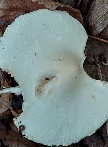 BEDLA BÍLÁ (Lepiota erminea) FOTO: Marta Knauerová, 2022