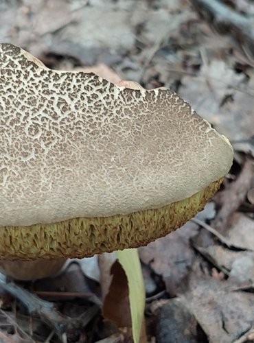 HŘIB UŤATOVÝTRUSÝ (Xerocomellus porosporus) FOTO: Marta Knauerová, 2022