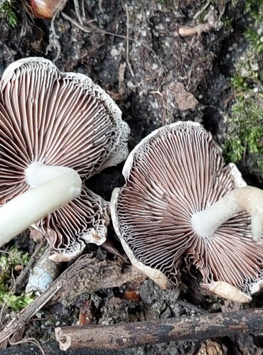 KŘEHUTKA CANDOLLEOVA (Psathyrella candolleana) FOTO: Marta Knauerová, 2022