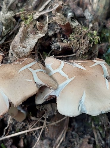 KŘEHUTKA CANDOLLEOVA (Psathyrella candolleana) FOTO: Marta Knauerová, 2022