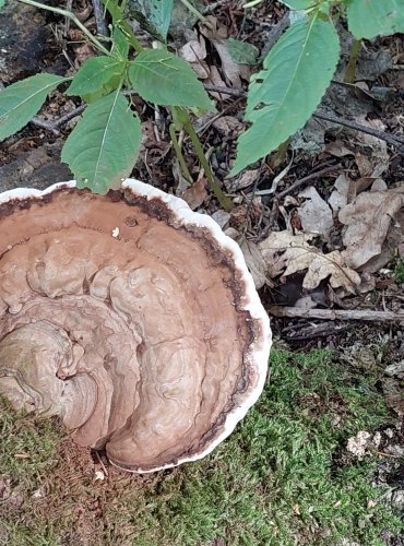 LESKLOKORKA PLOSKÁ (Ganoderma applanatum) FOTO: Marta Knauerová, 2022