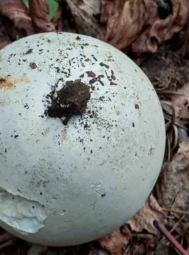 PÝCHAVKA OBROVSKÁ neboli vatovec obrovský (Calvatia gigantea) FOTO: Marta Knauerová, 2022