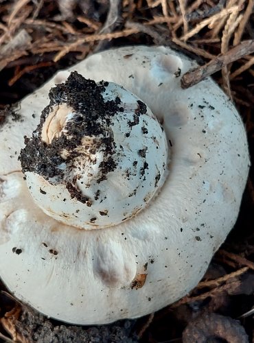 ŽAMPION OPÁSANÝ (Agaricus bitorquis) FOTO: Marta Knauerová, 2022