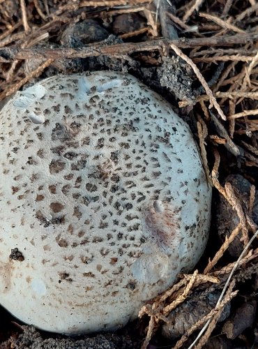 ŽAMPION OPÁSANÝ (Agaricus bitorquis) FOTO: Marta Knauerová, 2022