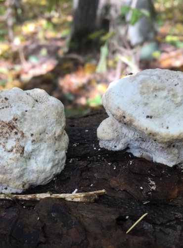 OUTKOVKA HRBATÁ (Trametes gibbosa) FOTO: Marta Knauerová, 2022 