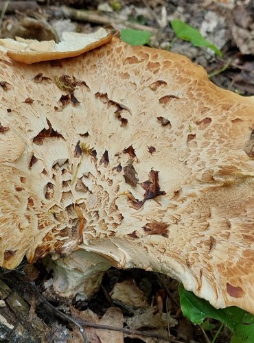 CHOROŠ ŠUPINATÝ (Polyporus squamosus) FOTO: Marta Knauerová, 5/2023