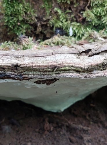 LESKLOKORKA PLOSKÁ (Ganoderma applanatum) FOTO: Marta Knauerová, 5/2023