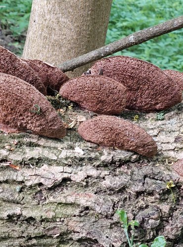 SÍŤKOVEC NAČERVENALÝ (Daedaleopsis confragosa) FOTO: Marta Knauerová, 5/2023