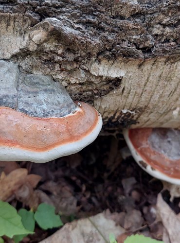 TROUDNATEC PÁSOVANÝ (Fomitopsis pinicola) FOTO: Marta Knauerová, 5/2023