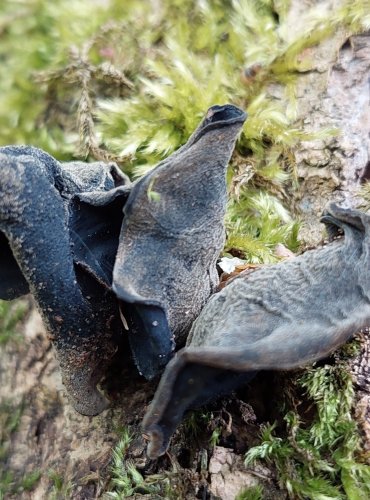 UCHO JIDÁŠOVO (Auricularia auricula-judae) FOTO: Marta Knauerová, 5/2023