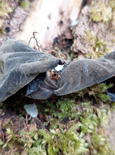 UCHO JIDÁŠOVO (Auricularia auricula-judae) FOTO: Marta Knauerová, 5/2023