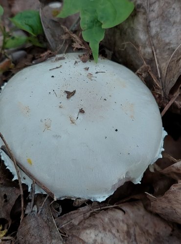 ŽAMPION SNĚHOBÍLÝ (Agaricus chionodermus) FOTO: Marta Knauerová, 5/2023