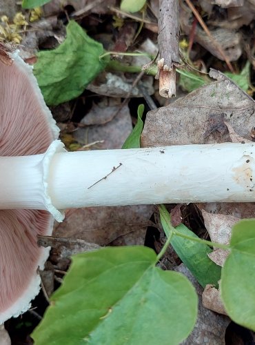 ŽAMPION SNĚHOBÍLÝ (Agaricus chionodermus) FOTO: Marta Knauerová, 5/2023