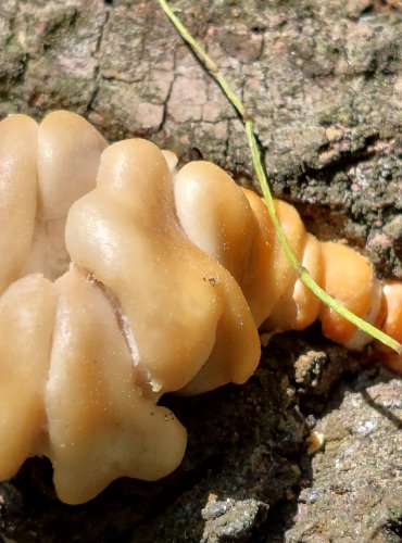 HLÍVA PLICNÍ (Pleurotus pulmonarius), mladá plodnice, FOTO: Marta Knauerová, 5/20223