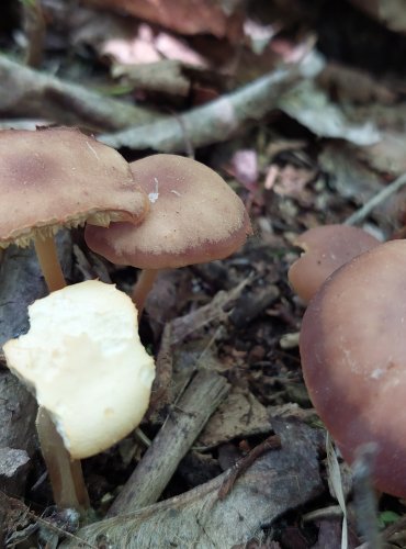 PENÍZOVKA ŽLUTOLUPENNÁ (Gymnopus ocior) FOTO: Marta Knauerová, 5/2023