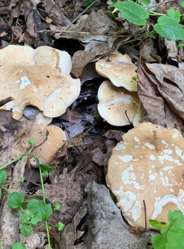 ČIRŮVKA MÁJOVKA (Calocybe gambosa) FOTO: Kateřina Ledvinová, Jarní mykologická vycházka na Holý vrch, pod vedením mykologa Martina Kříže, 20.5.2023