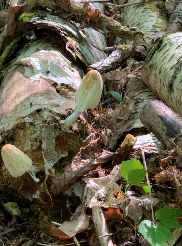 HNOJNÍK DOMÁCÍ (Coprinellus domesticus) FOTO: Kateřina Ledvinová, Jarní mykologická vycházka na Holý vrch, pod vedením mykologa Martina Kříže, 20.5.2023

