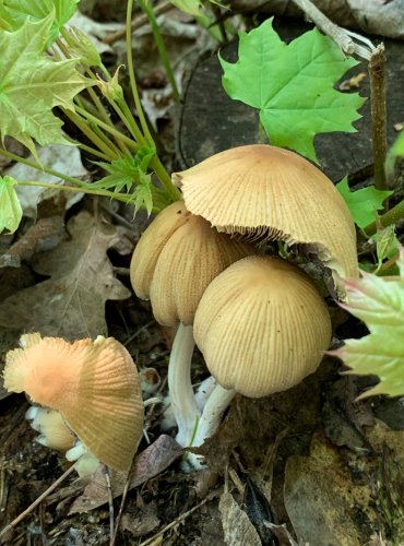 HNOJNÍK TŘPYTIVÝ (Coprinellus micaceus) FOTO: Kateřina Ledvinová, Jarní mykologická vycházka na Holý vrch, pod vedením mykologa Martina Kříže, 20.5.2023

