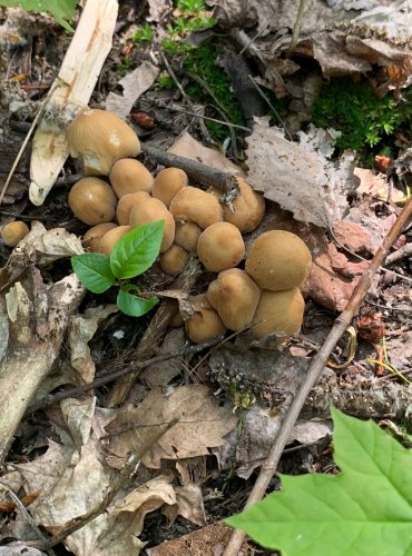 HNOJNÍK TŘPYTIVÝ (Coprinellus micaceus) FOTO: Kateřina Ledvinová, Jarní mykologická vycházka na Holý vrch, pod vedením mykologa Martina Kříže, 20.5.2023

