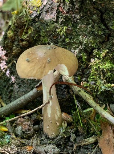 SLIZEČKA OCASATÁ (Oudemansiella radicata) FOTO: Kateřina Ledvinová, Jarní mykologická vycházka na Holý vrch, pod vedením mykologa Martina Kříže, 20.5.2023