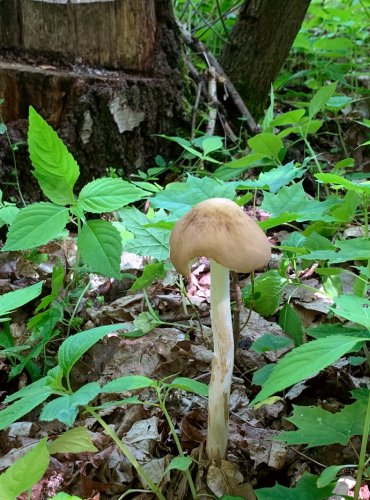 SLIZEČKA OCASATÁ (Oudemansiella radicata) FOTO: Kateřina Ledvinová, Jarní mykologická vycházka na Holý vrch, pod vedením mykologa Martina Kříže, 20.5.2023