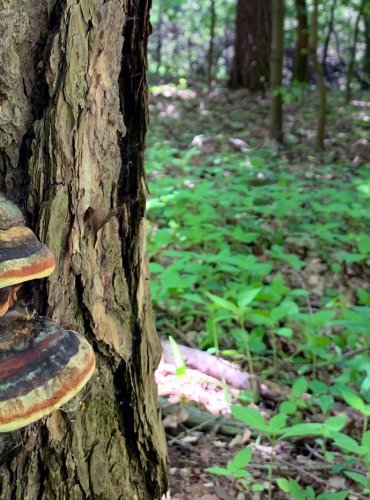 TROUDNATEC PÁSOVANÝ (Fomitopsis pinicola) FOTO: Kateřina Ledvinová, Jarní mykologická vycházka na Holý vrch, pod vedením mykologa Martina Kříže, 20.5.2023