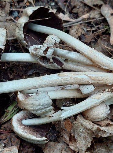 HNOJNÍK ROMAGNESIHO (Coprinopsis romagnesiana) FOTO: Marta Knauerová, 6/2023