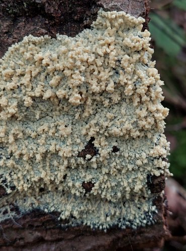 HLENKA, bez bližšího určení, FOTO: Marta Knauerová, 9/2023
HLENKY (Myxomycetes) jsou skupinou organizmů řazených dříve mezi houby. Patří do říše měňavkovci (Amoebozoa). Vyskytují se na tlejícím dřevu, v kůře, listí či mechu. 

