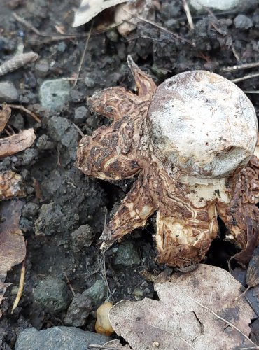 HVĚZDOVKA TUHOVÁ (Geastrum coronatum) FOTO: Marta Knauerová, 9/2023